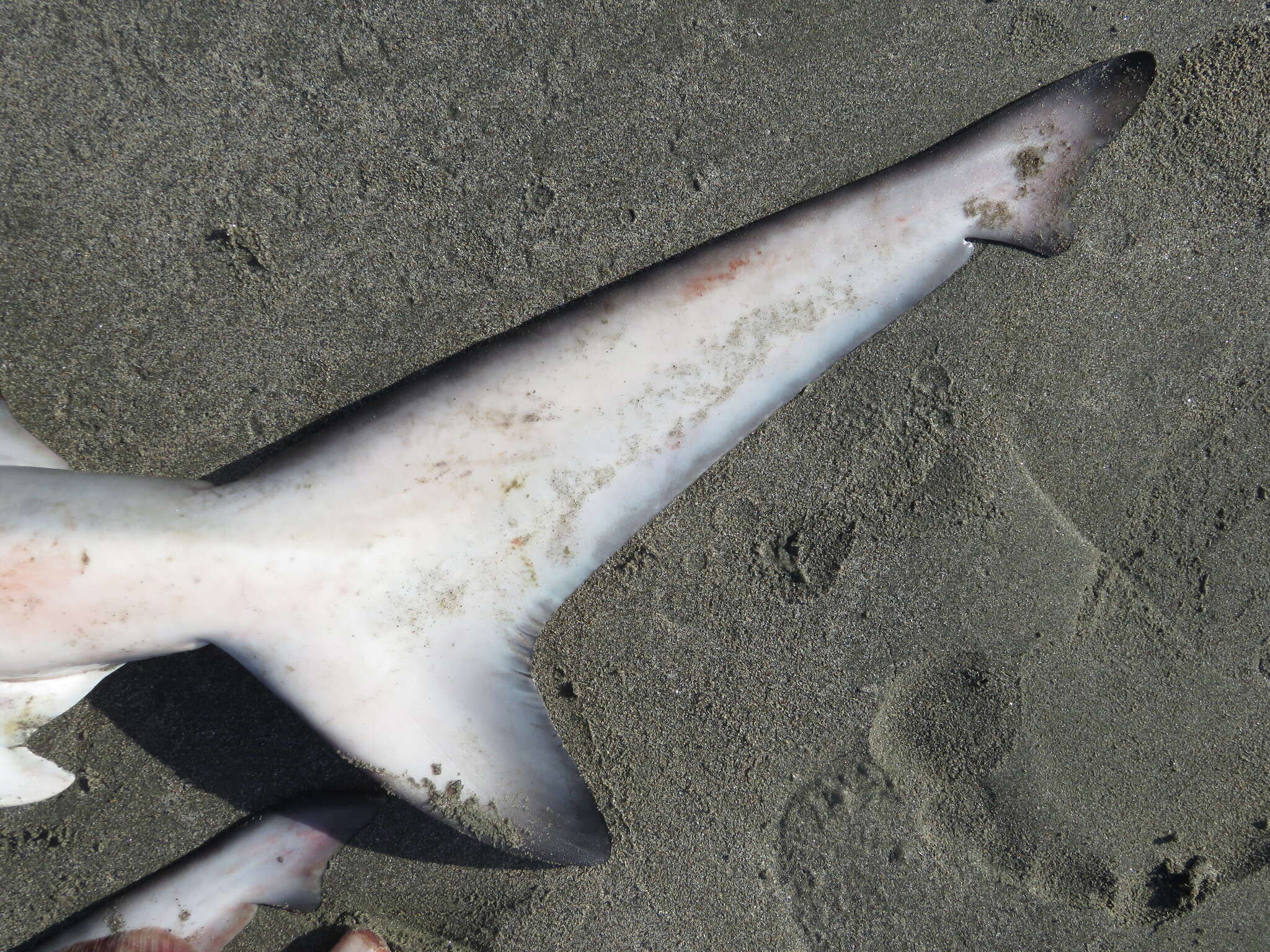 Image of Java Shark
