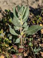 Atriplex vallicola Hoover的圖片