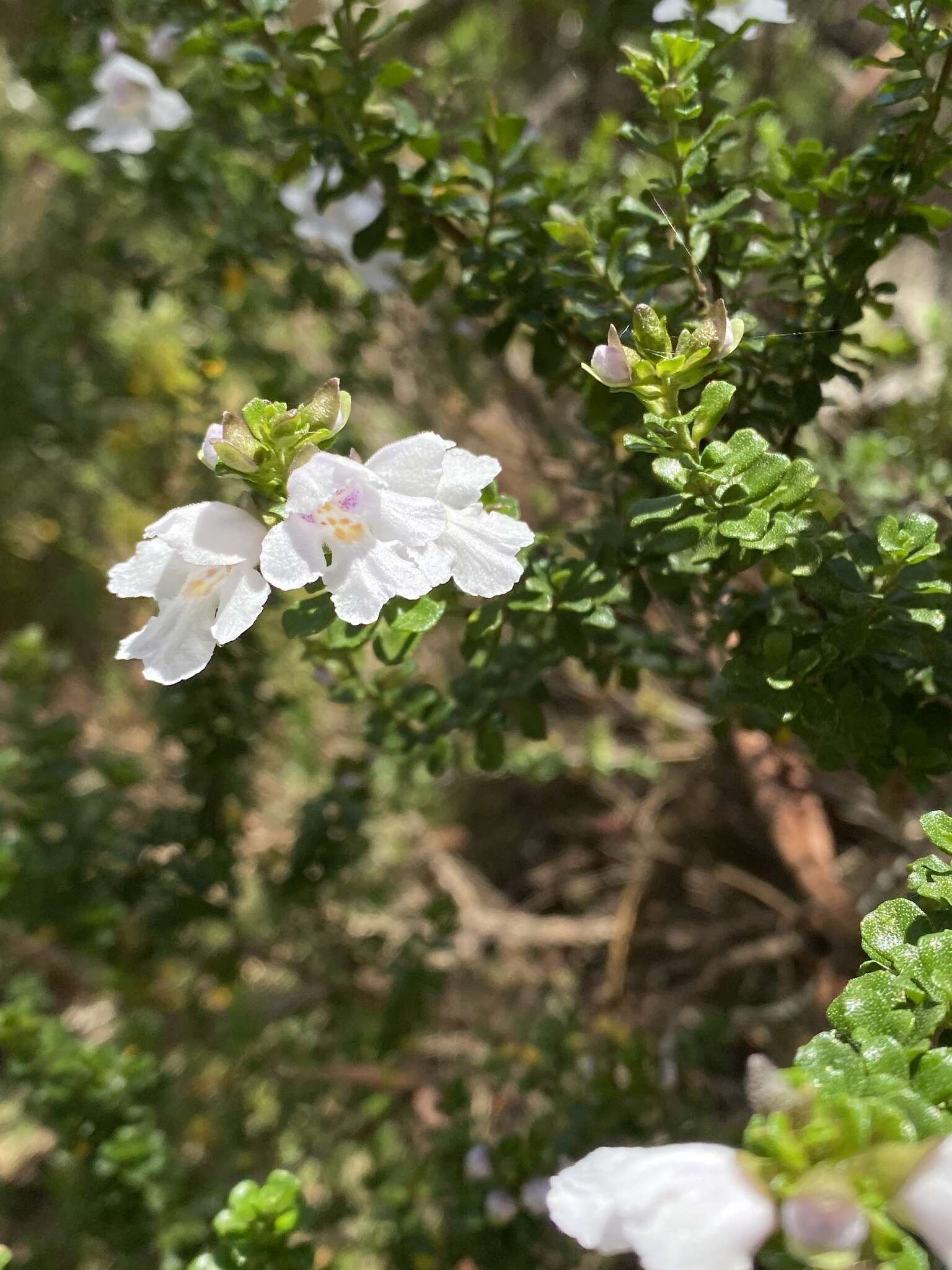 Imagem de Prostanthera cuneata Benth.