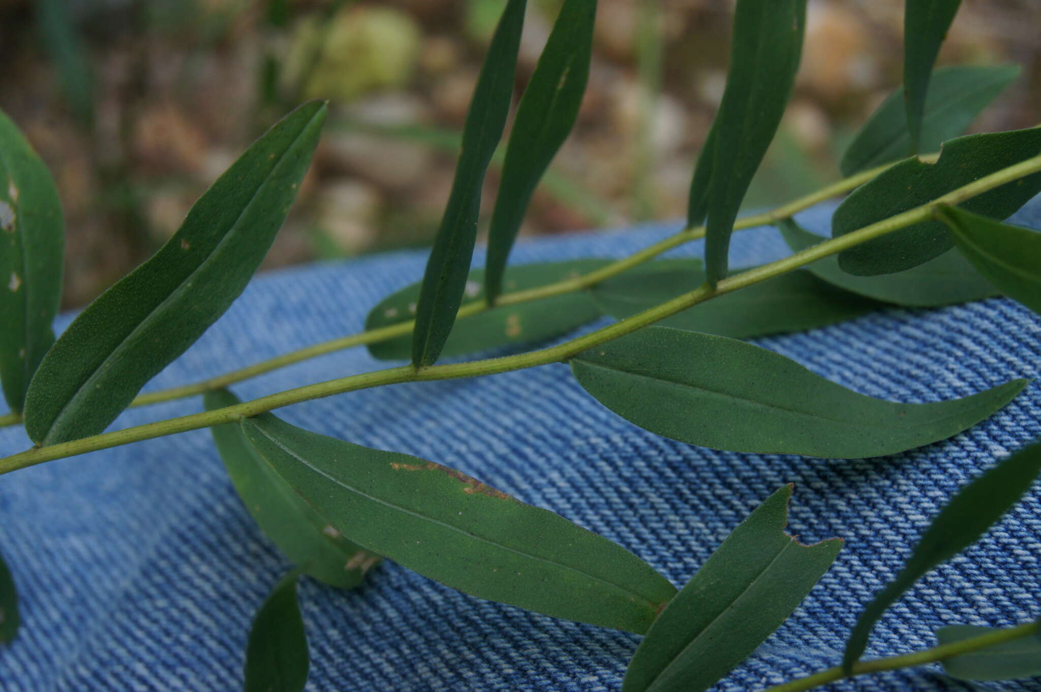 Image of anisescented goldenrod