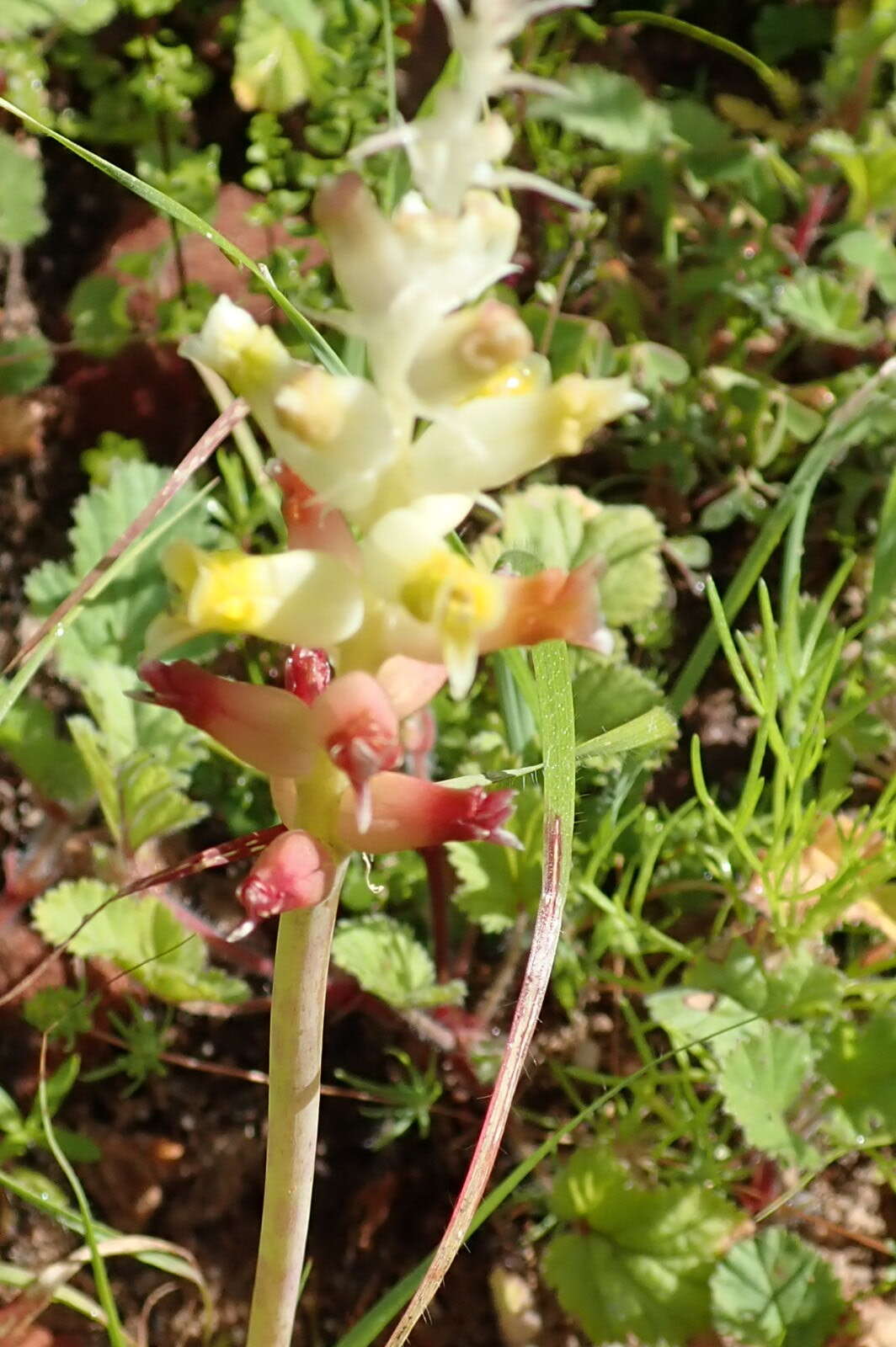 Image of Lachenalia pallida Aiton