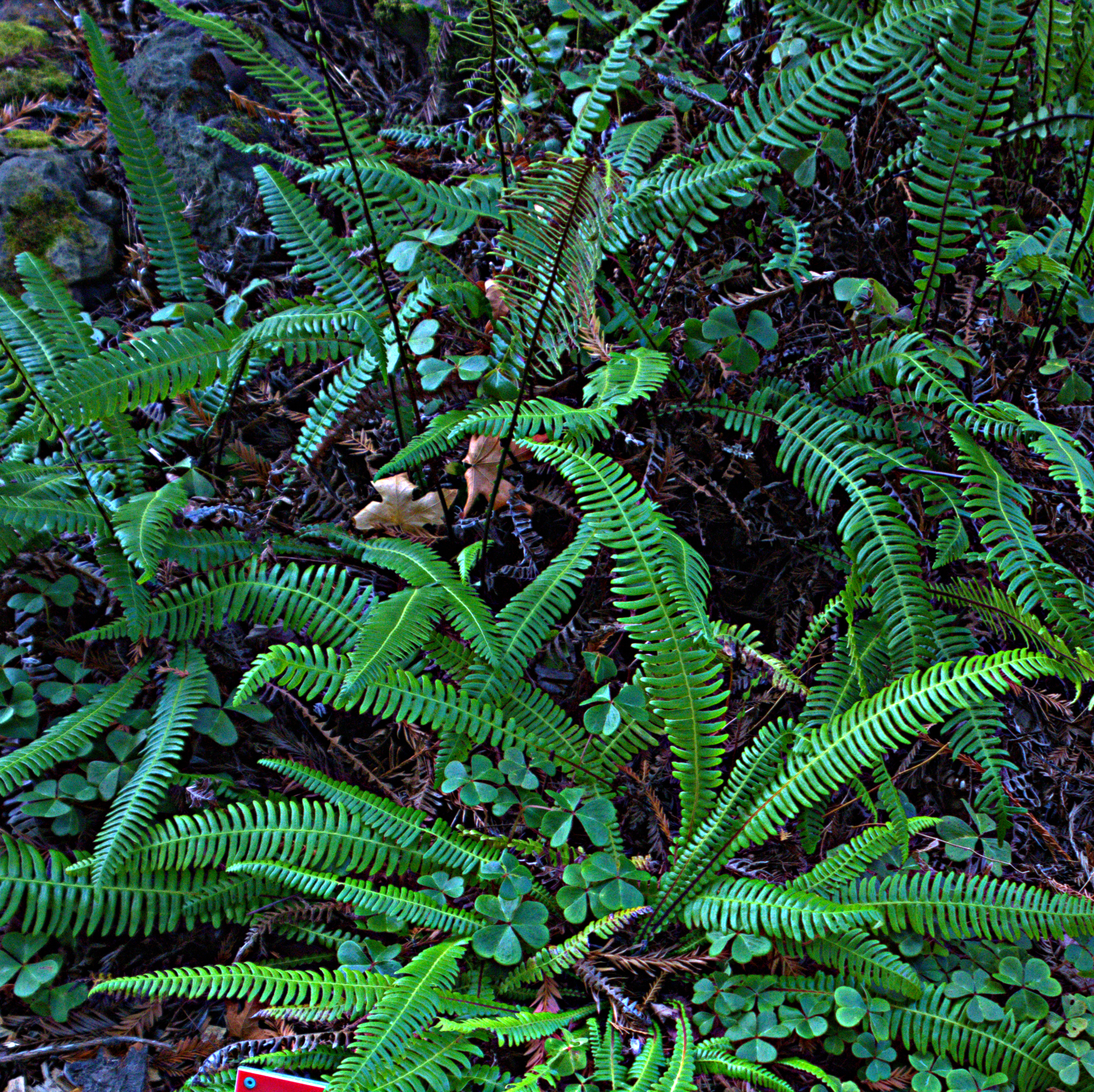 Blechnum spicant (rights holder: John Rusk)