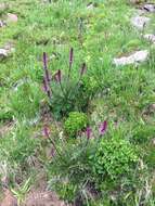 Image of elephanthead lousewort