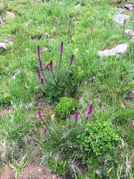 Image of elephanthead lousewort