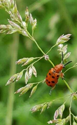 Image of Spotted asparagus beetle