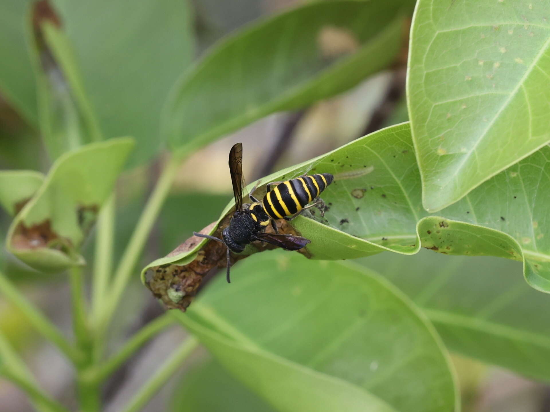 Image de Lissodynerus septemfasciatus (Smith 1857)