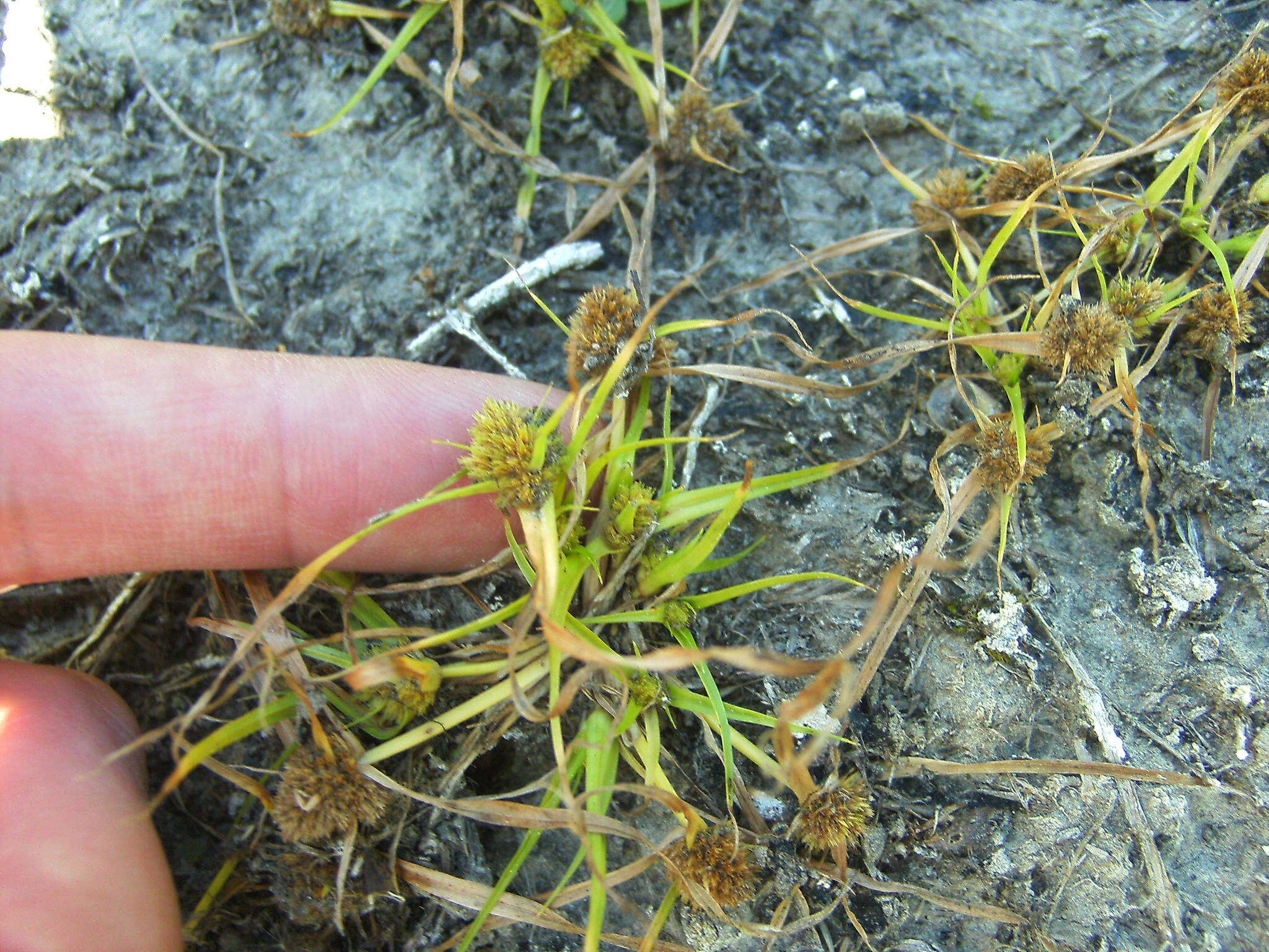 Image of Cyperus michelianus (L.) Delile