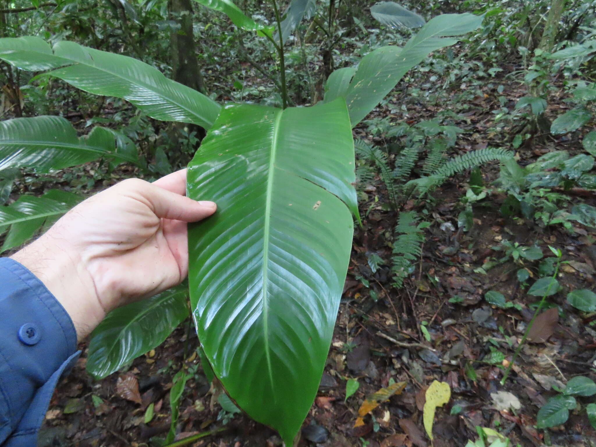 Image of Shining False-Bird-of-Paradise