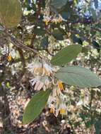 Image of Styrax ferrugineus Nees & Mart.