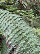 Imagem de Dryopteris subbipinnata W. H. Wagner & Hobdy