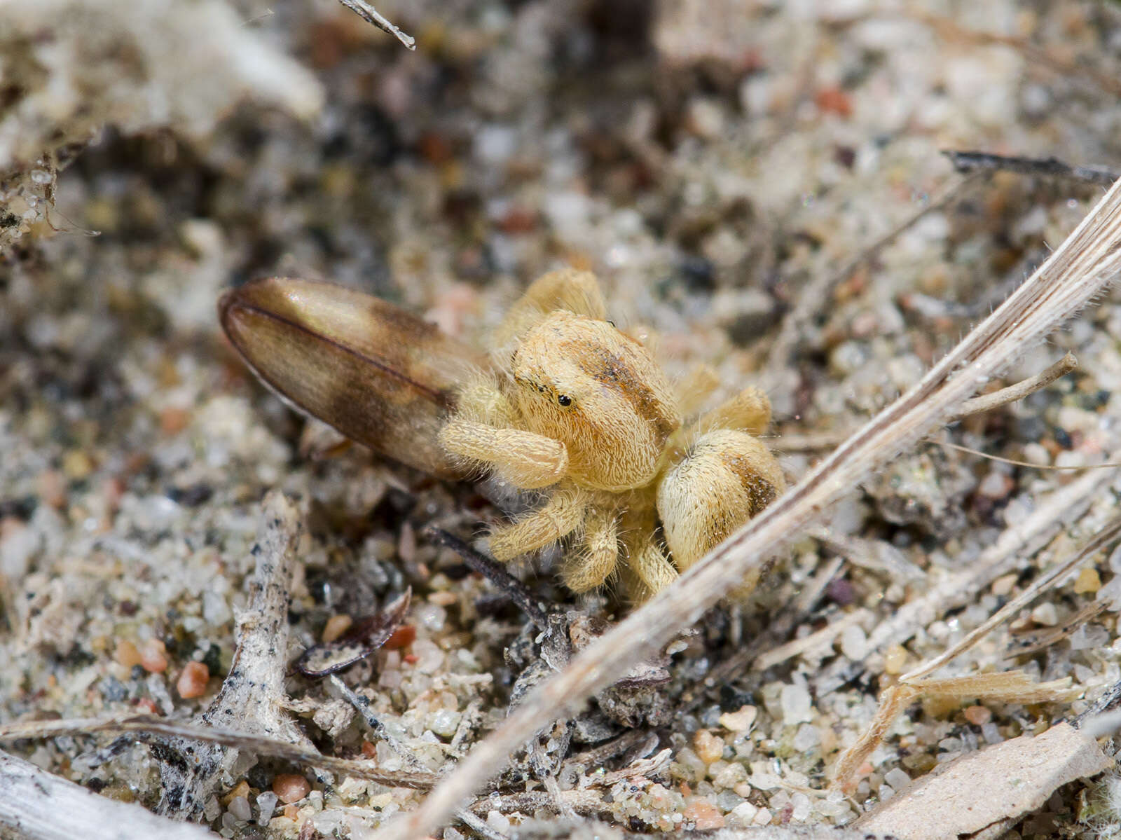 Plancia ëd Pseudomogrus zhilgaensis (Logunov & Marusik 2003)