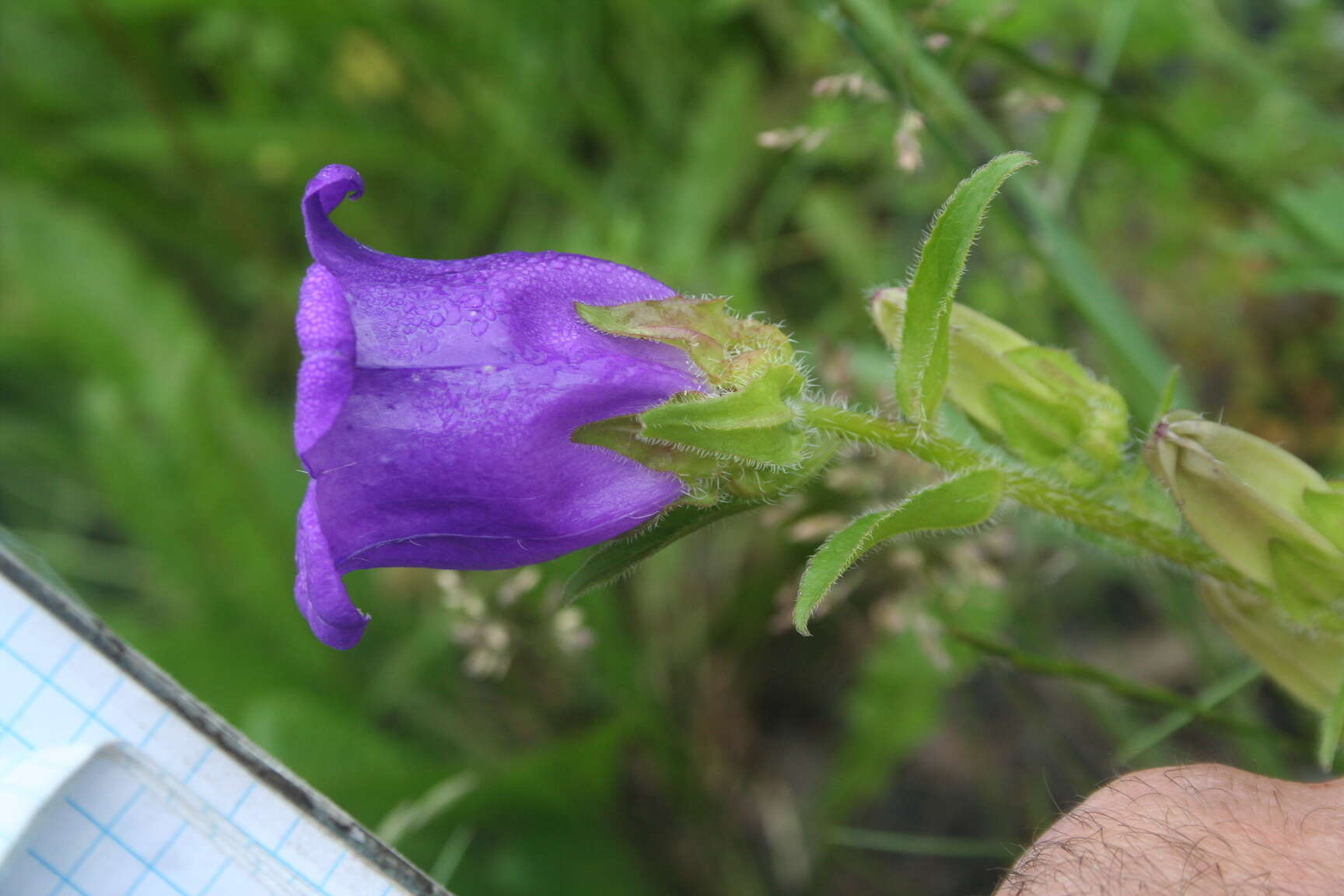 Image of Canterbury Bells