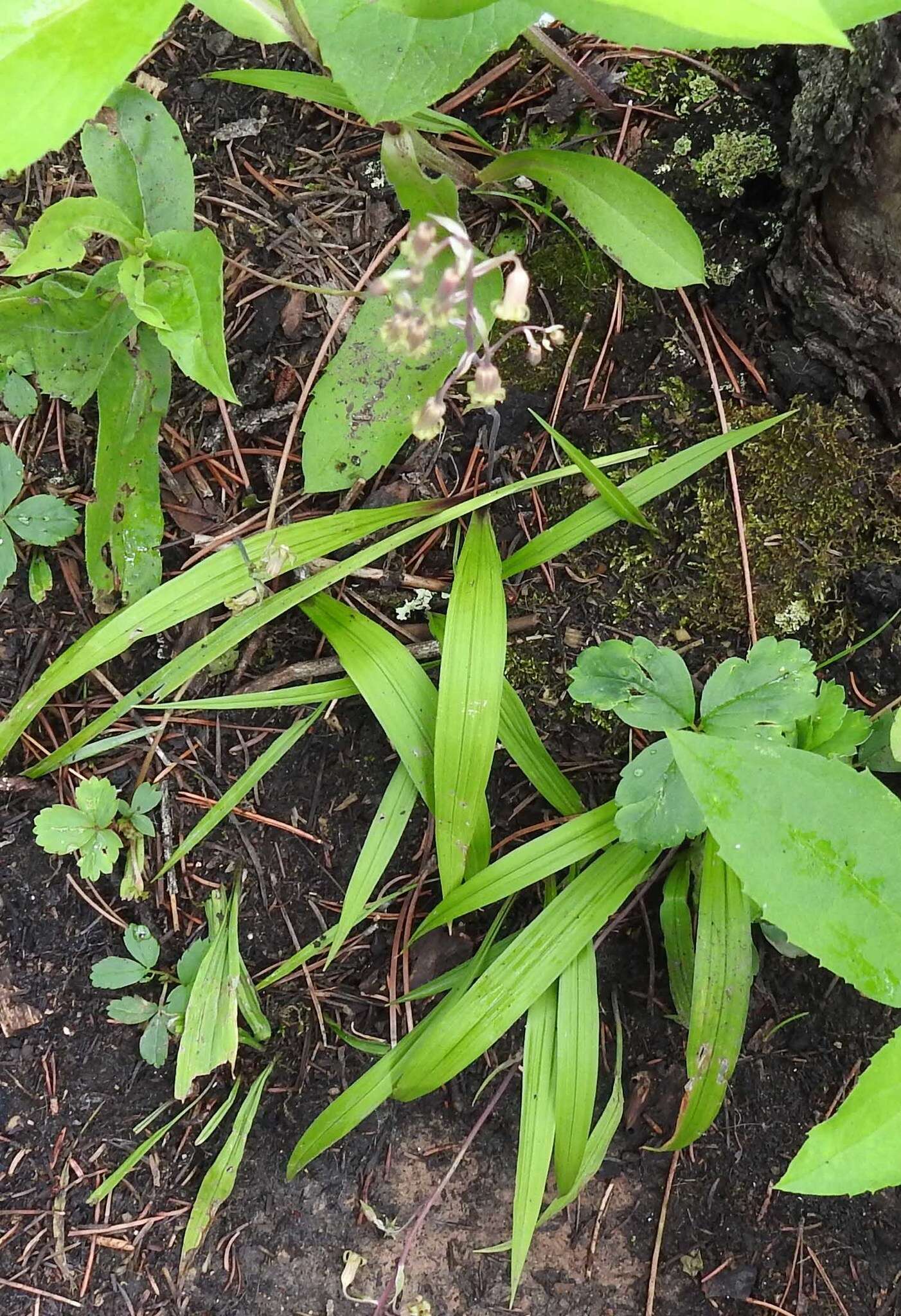 Image of Western False Deathcamas