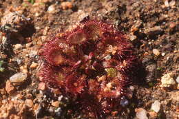 Image of Drosera andersoniana W. Fitzg. ex Ewart. & White