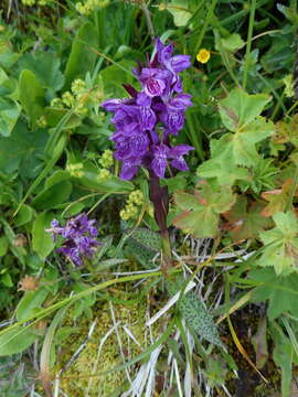 Image of Dactylorhiza alpestris (Pugsley) Aver.