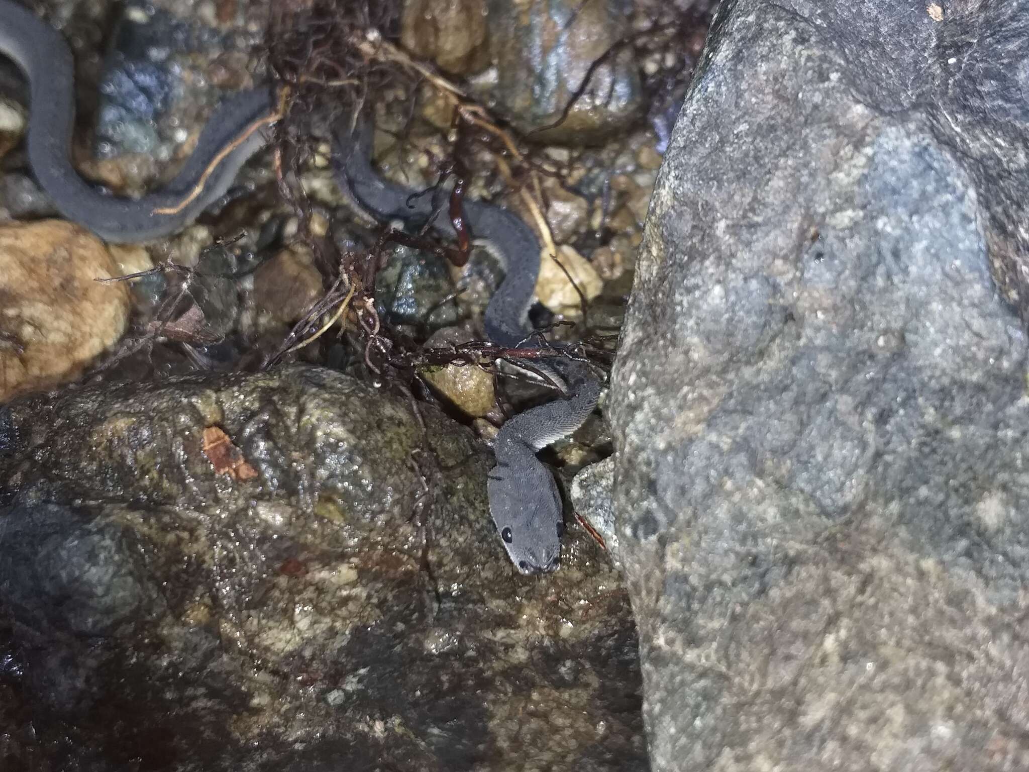 Image of Rough-backed Litter Snake