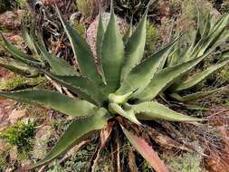 Слика од Agave salmiana subsp. crassispina (Trel.) Gentry