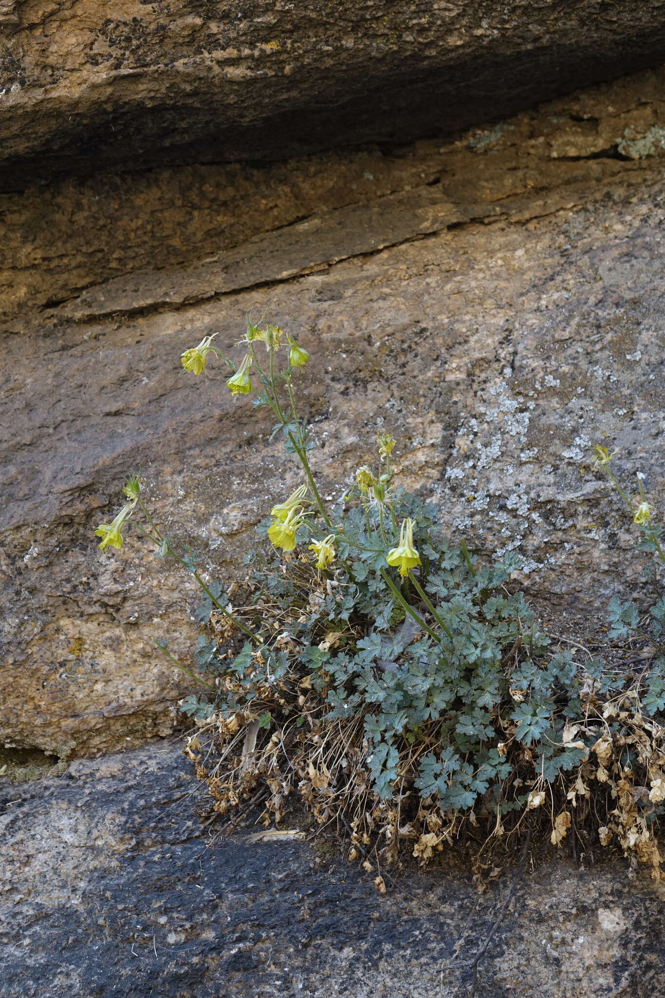 Image of Aquilegia viridiflora Pall.