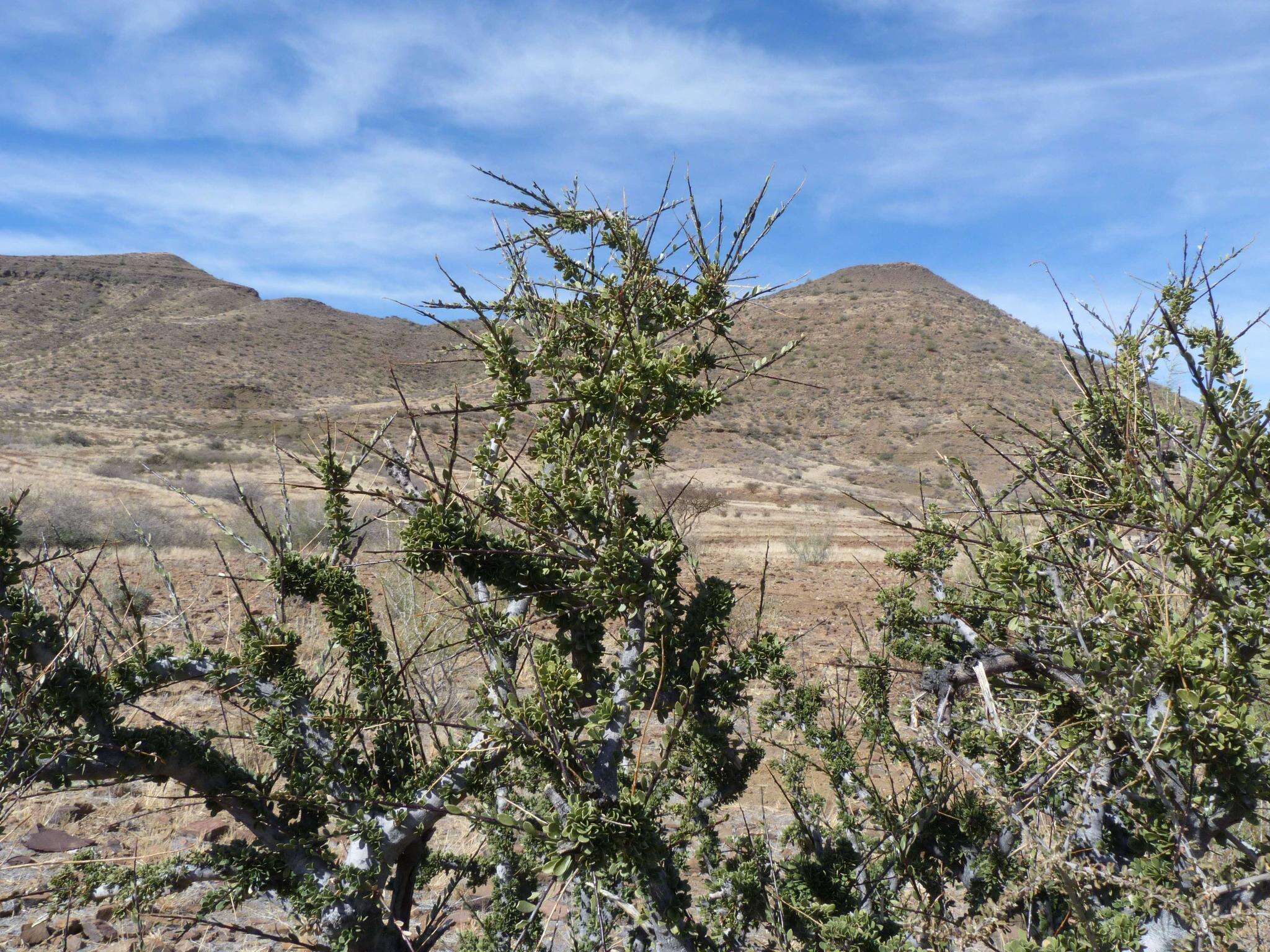 Image of Boscia foetida subsp. foetida