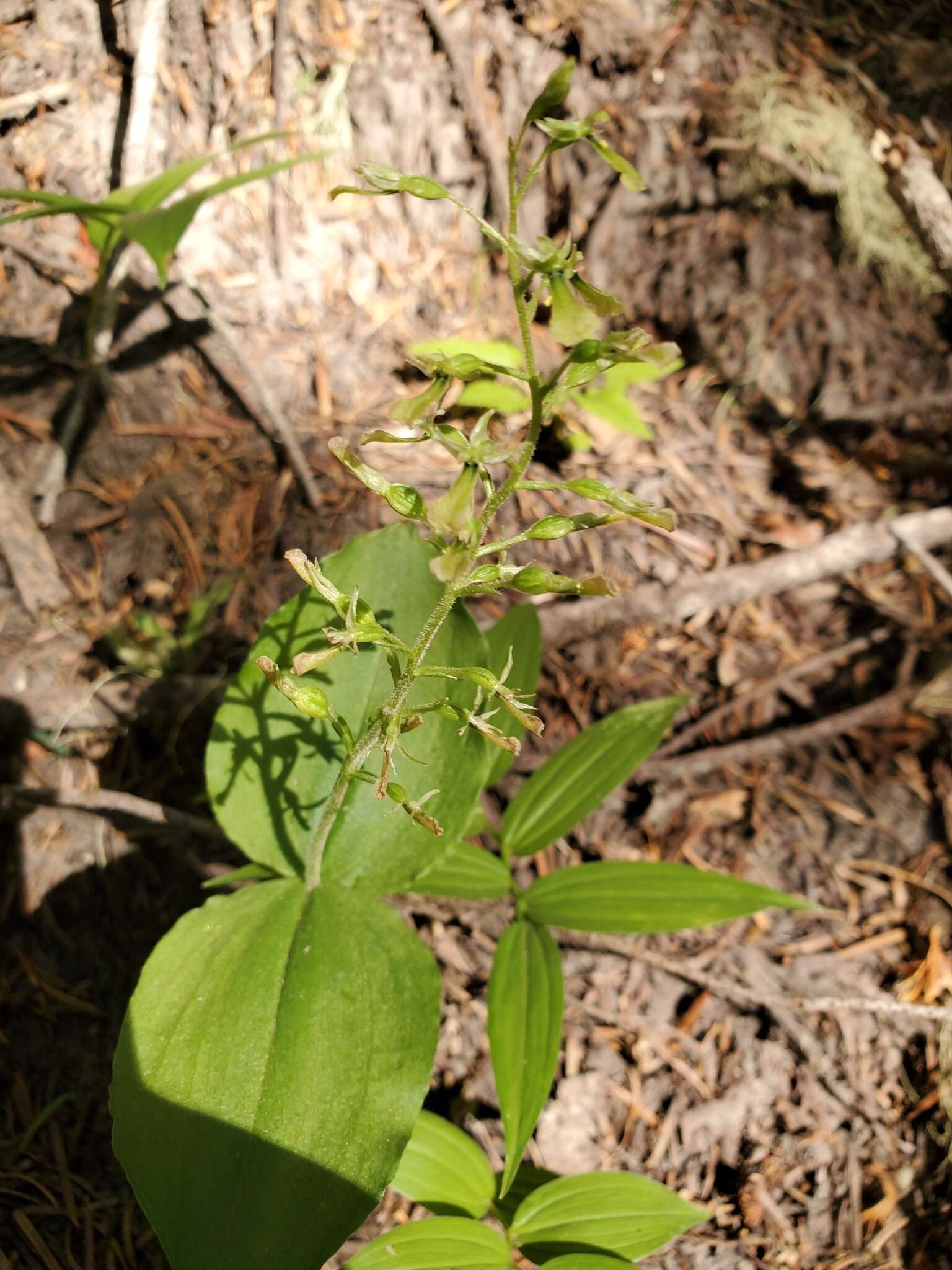 Neottia banksiana (Lindl.) Rchb. fil. resmi