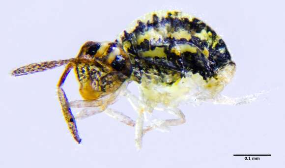 Image of Globular springtail