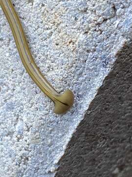 Image of Diversibipalium multilineatum (Makino & Shirasawa 1983)