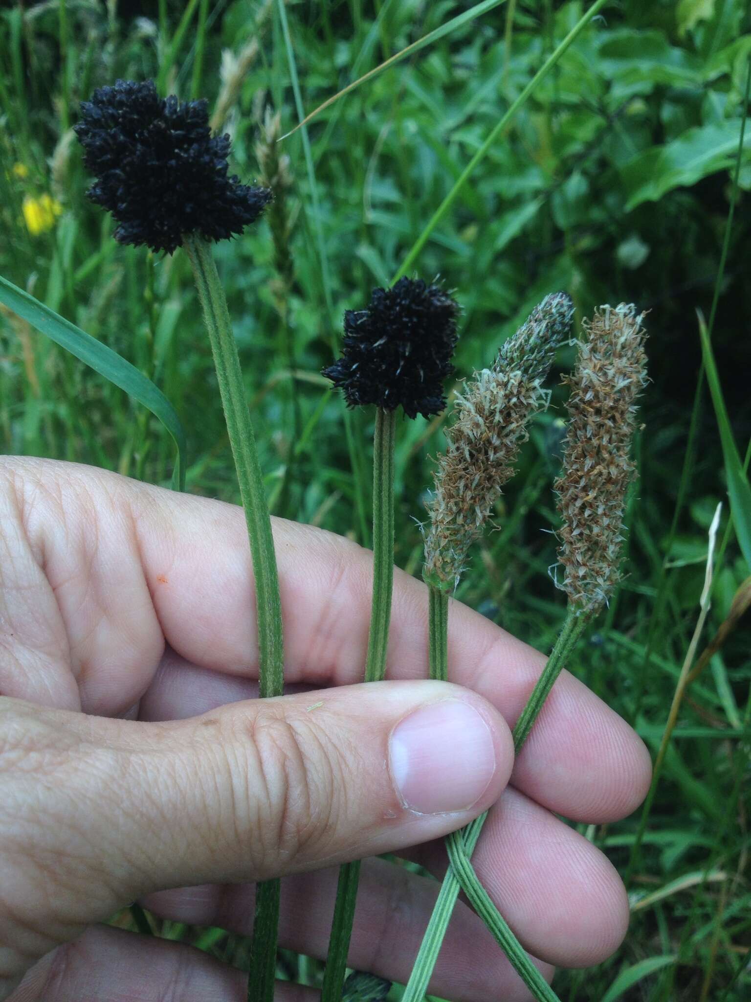 Image of Ribwort Plantain