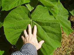 Image of Paulownia tomentosa (Thunb.) Steud.