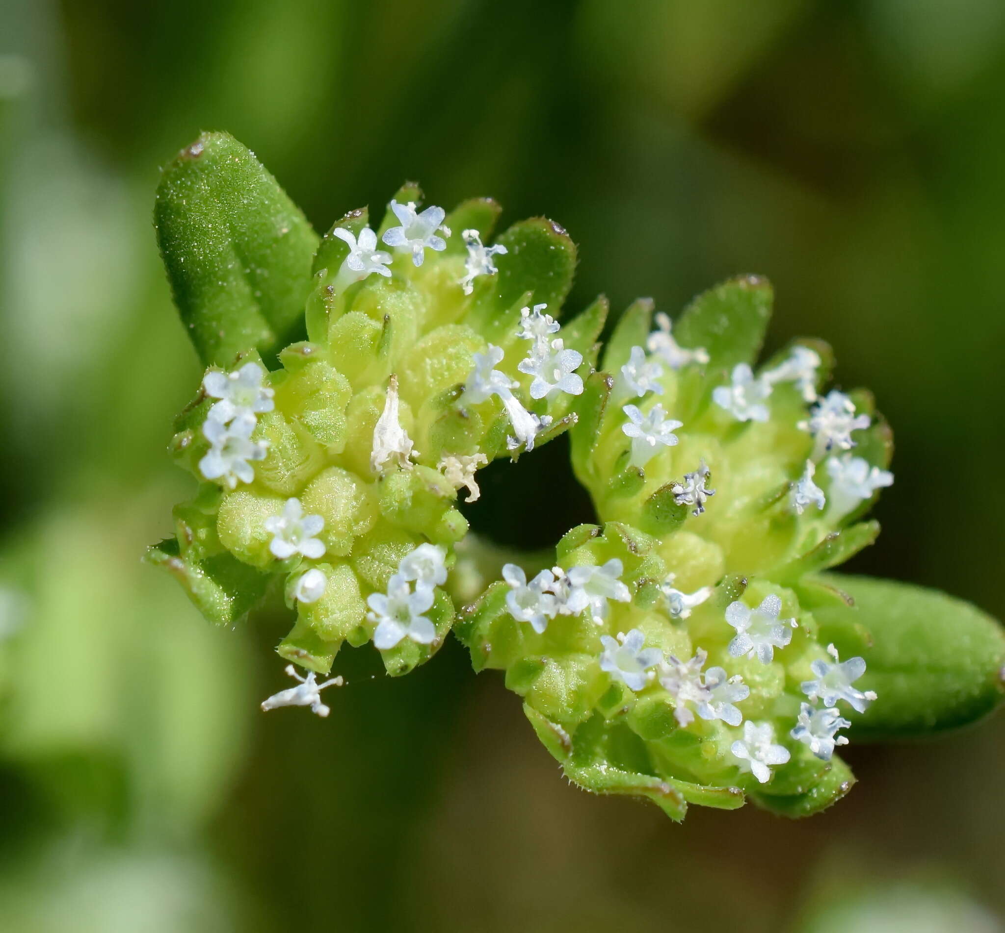 Image of European cornsalad