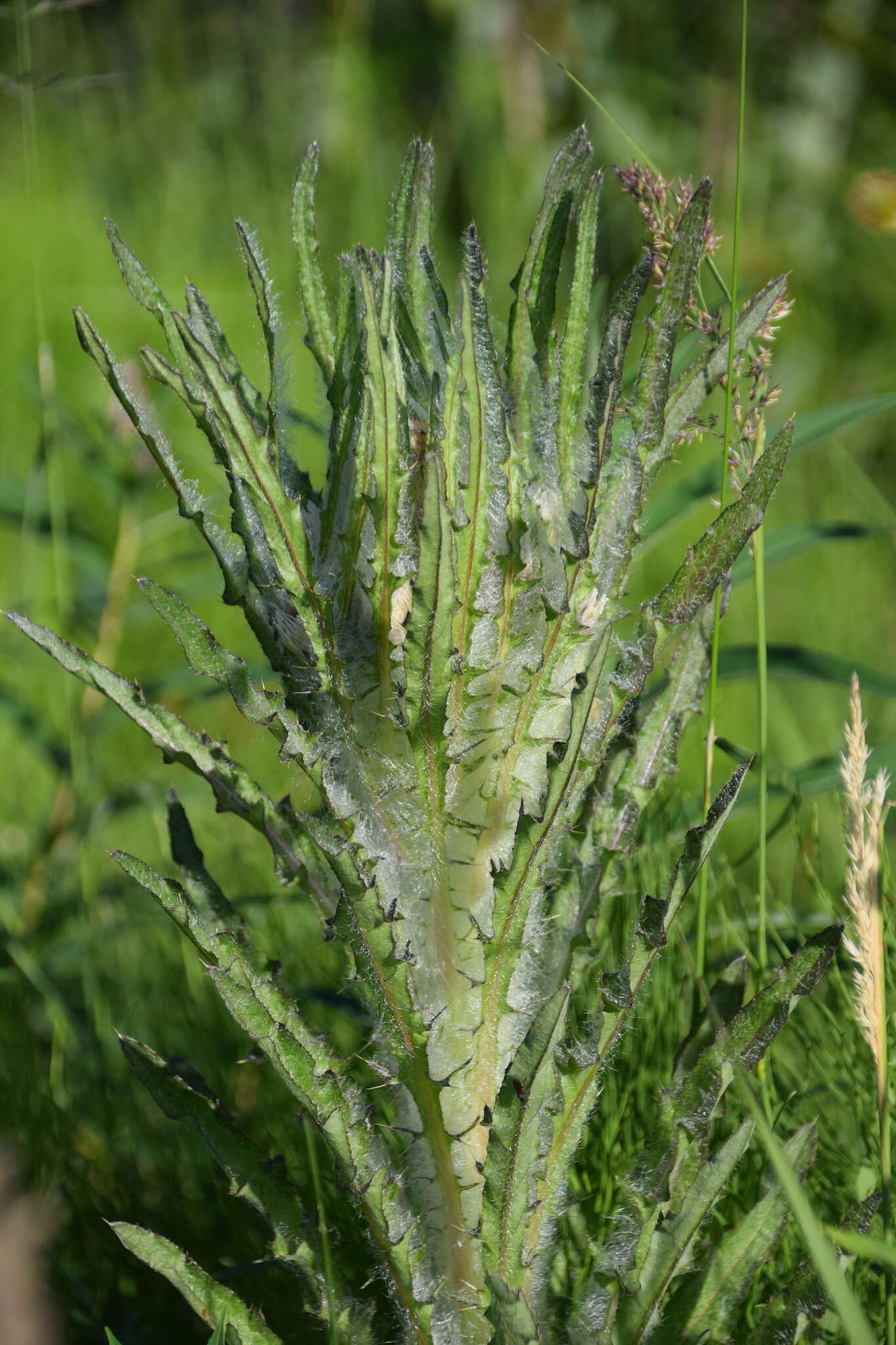 Image of Elk Thistle