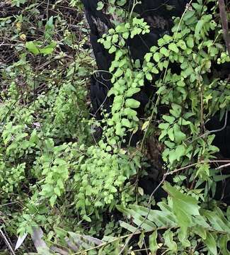 Image of small-leaf climbing fern