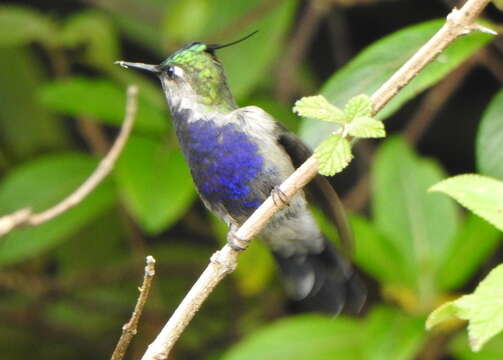 Image of Black-breasted Plovercrest