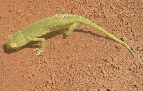 Image of Senegal Chameleon