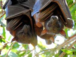 Image of Little Red Flying Fox