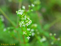 Plancia ëd Galium bungei var. trachyspermum (A. Gray) Cufod.