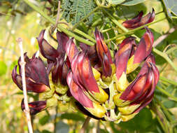 Image of Mucuna coriacea Baker