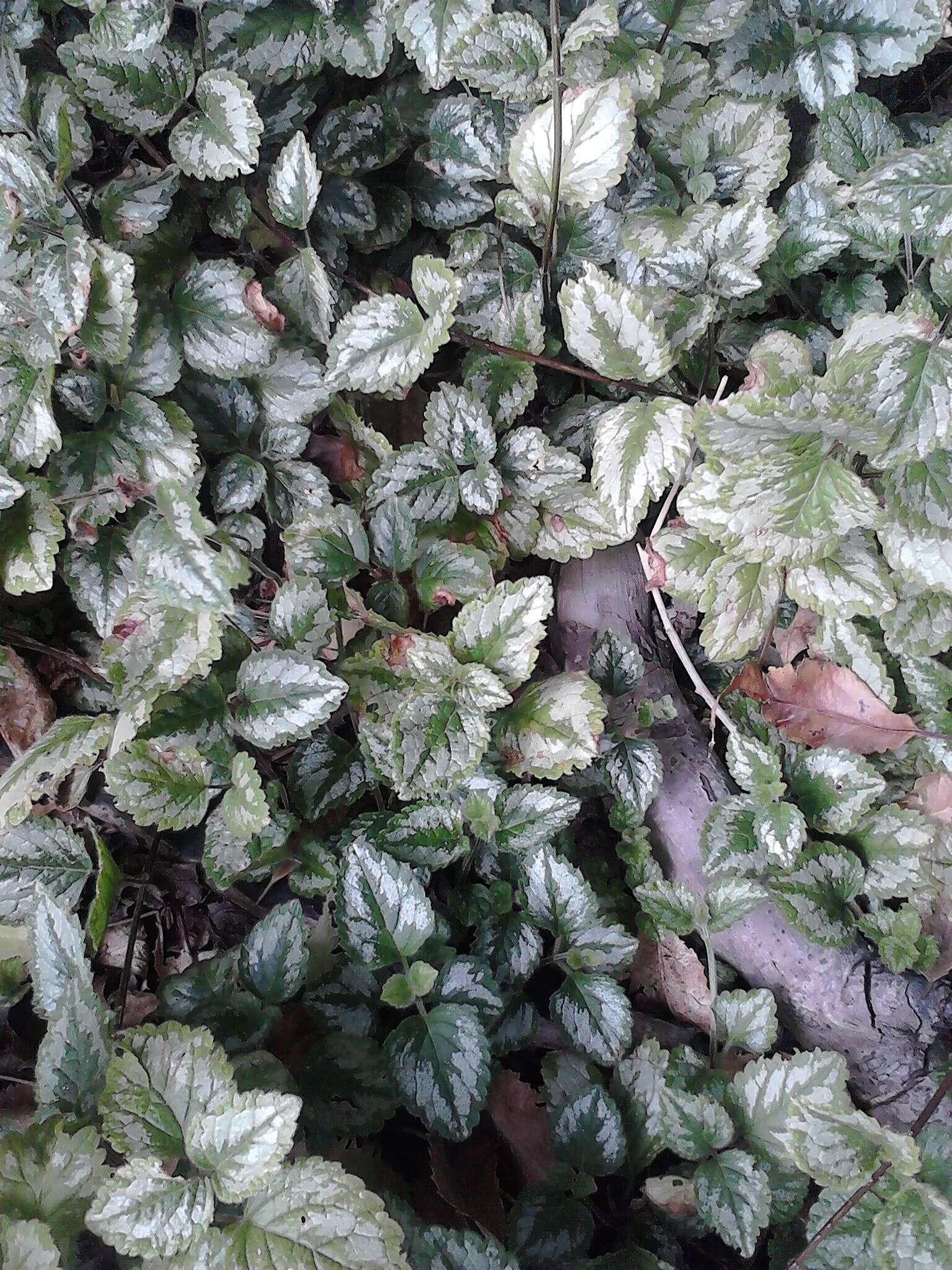 Imagem de Lamium galeobdolon (L.) L.