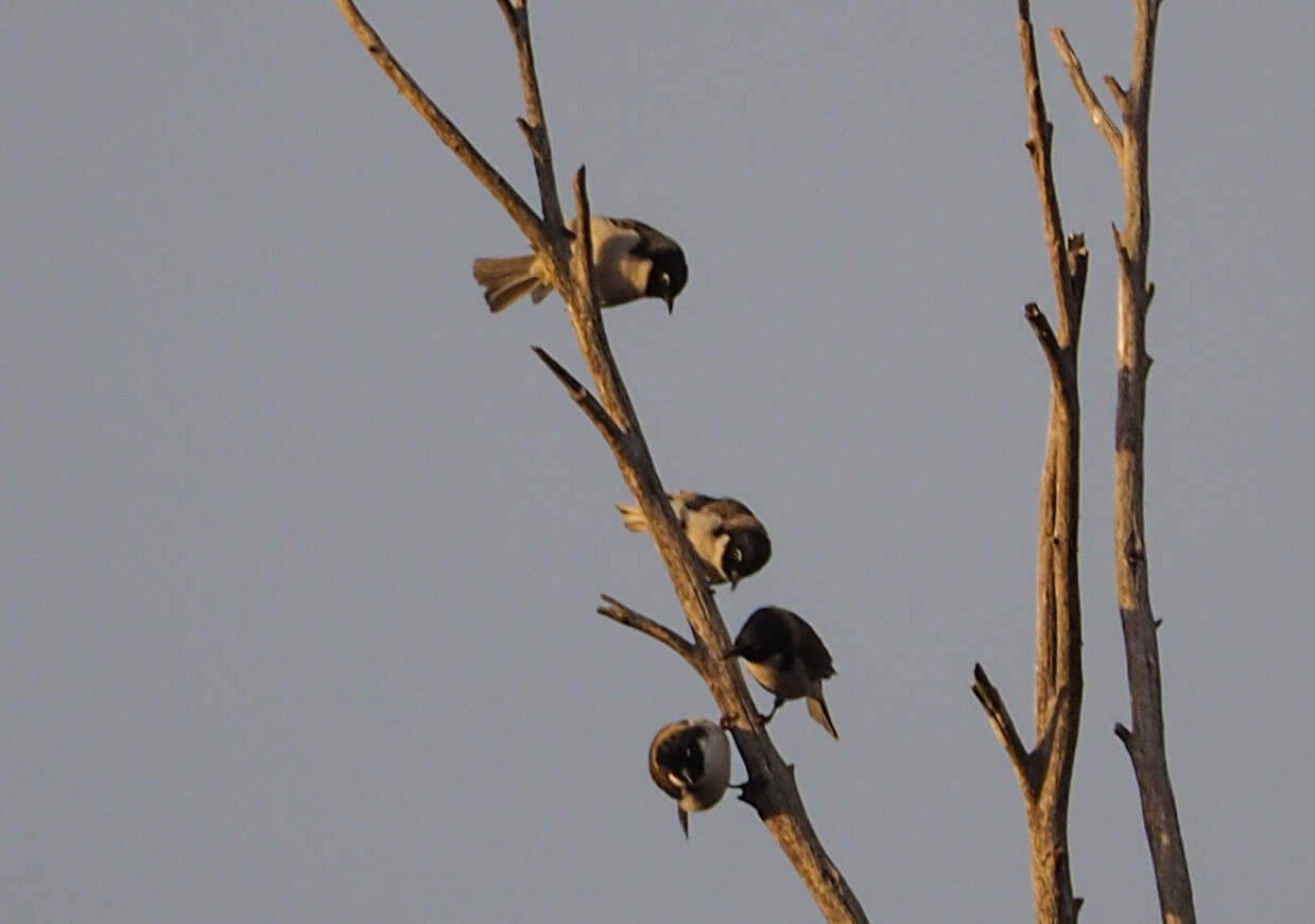 Image of Black-headed Honeyeater