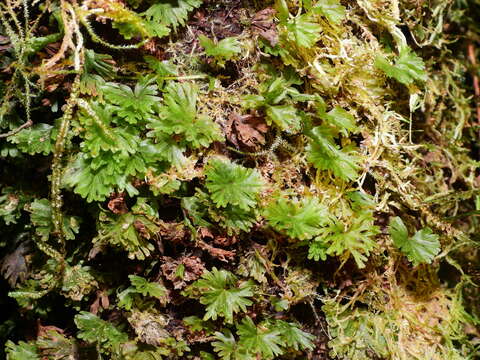 Image of Antilles filmy fern