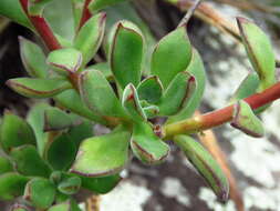 Image de Echeveria harmsii Macbride