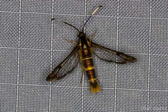 Image de Carmenta bassiformis Walker 1856