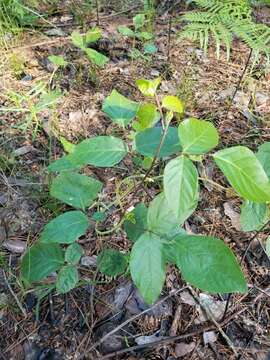 Sivun Desmodium fernaldii B. G. Schub. kuva