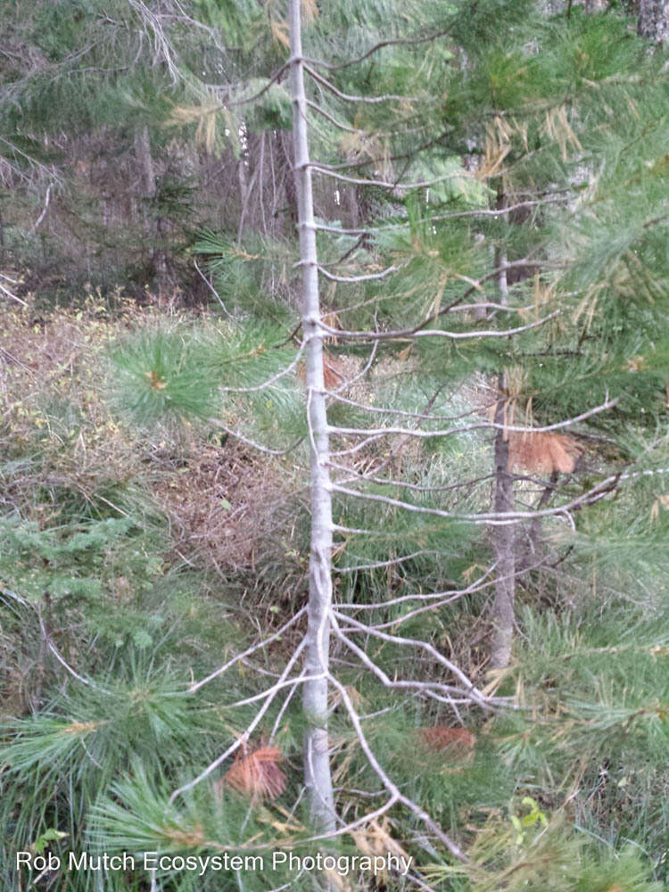 Image of White-pine blister rust