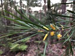 Plancia ëd Persoonia linearis Andr.