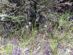 Image of Veined sun orchid