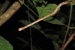 Image of Blunt-head Slug Snake