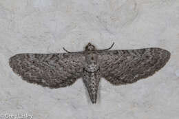 Plancia ëd <i>Eupithecia zygadeniata</i>