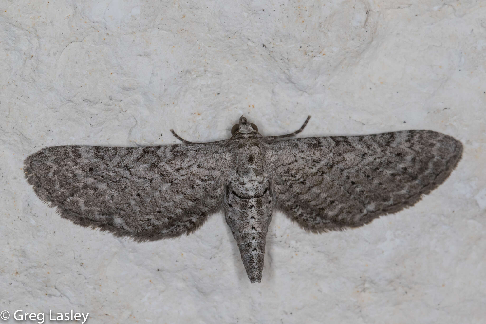 Plancia ëd <i>Eupithecia zygadeniata</i>