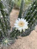 Image of Toothpick Cactus