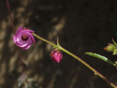 Image of Hermannia coccocarpa (Eckl. & Zeyh.) Kuntze